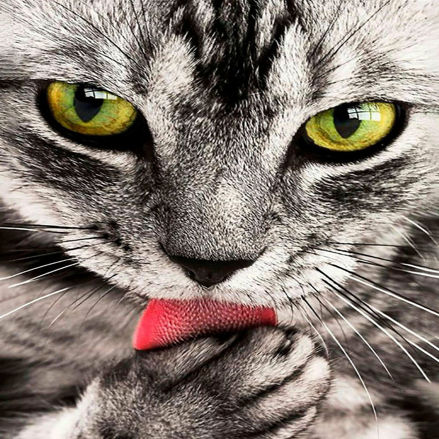 Top 10 ๐ฅฐ Crafting Spark (Wizardi) - Crafting Spark Diamond Painting Kit Kitten CS2533 7.87 x 11.81 inches ๐ 3 Top 10 ๐ฅฐ Crafting Spark (Wizardi) - Crafting Spark Diamond Painting Kit Kitten CS2533 7.87 x 11.81 inches ๐