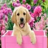 Top 10 ⌛ Crafting Spark (Wizardi) - Labrador Puppy in Pink Box CS2414 Crafting Spark Diamond Painting Kit 😀 -Crafts For Her Shop crafting spark wizardi labrador puppy in pink box cs2414 crafting spark diamond painting kit14192352NOWA