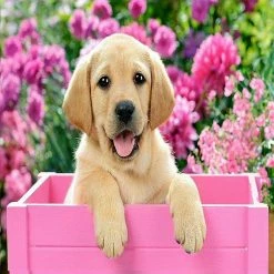 Top 10 ⌛ Crafting Spark (Wizardi) - Labrador Puppy in Pink Box CS2414 Crafting Spark Diamond Painting Kit 😀