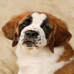 Buy 😍 Crafting Spark (Wizardi) - St. Bernard Pup CS2416 11.8 x 15.8 inches Crafting Spark Diamond Painting Kit 😉 -Crafts For Her Shop crafting spark wizardi st bernard pup cs2416 11 8 x 15 8 inches crafting spark diamond painting kit14192247 a01NOWA