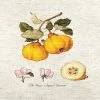 Outlet π Crafting Spark (Wizardi) - The Pear shaped Quince BA22430L Counted Cross-Stitch Kit βοΈ 1 Outlet π Crafting Spark (Wizardi) - The Pear shaped Quince BA22430L Counted Cross-Stitch Kit βοΈ -Crafts For Her Shop crafting spark wizardi the pear shaped quince ba22430l counted cross stitch kit14222518NOWA