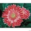 Top 10 ๐ Diamond Dotz Diamond Embroidery Facet Art Kit 15.75"X19.69"-Pink Gerberas โค๏ธ 2 Top 10 ๐ Diamond Dotz Diamond Embroidery Facet Art Kit 15.75"X19.69"-Pink Gerberas โค๏ธ -Crafts For Her Shop diamond dotz diamond embroidery facet art kit 15 75x19 69 pink gerberas14099009